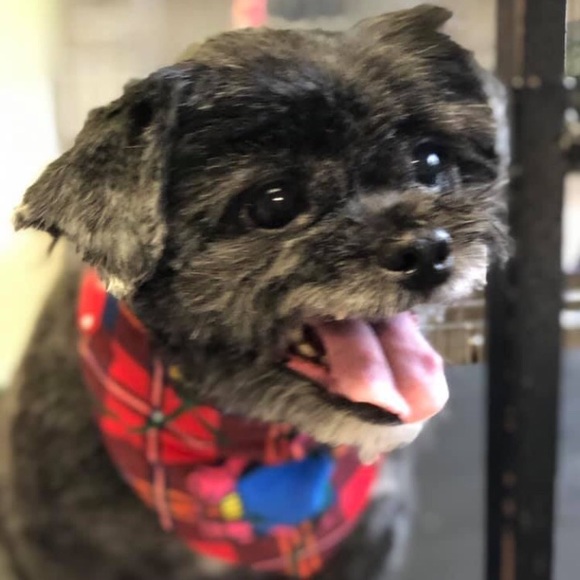 Meet your Posher, Roxanne - Picture 3 of 7